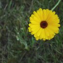 우리가 가꾸는 꽃길 이미지