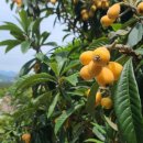 비파농장 이미지