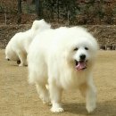 돼랑이 이미지