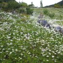 향초목원 이미지