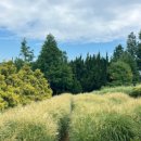 청산 단풍나무길 이미지