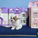 부산강아지분양 고양이분양 베스트펫 본점 이미지