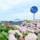 6월 제주도 동쪽 여행 수국 명소 종달리 해안도로 수국길