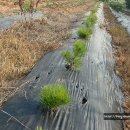 인영농장 이미지