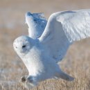 더하얀세상 이미지