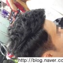 조선태헤어리즘