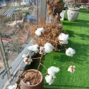 라온피네 이미지