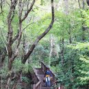 쌍계사 상록수림 이미지