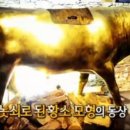 황소 이미지