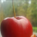 Like 이즈 iz (라이크이즈) | (뤼튼과 함께 가는 솔(Sol)의 왕중왕 영어스피치 도전기!)