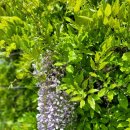 경기둘레길 시흥53코스 이미지