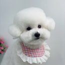 단비네 애견미용 이미지