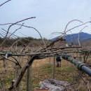 한전농장 이미지