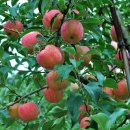 옥정농장 이미지