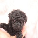 엔젤인독스 | 인천강아지분양 부천애견분양 인천애견분양은 엔젤인독스에서 깜찍이 귀요미 블랙토이푸들 "디지" 분양...