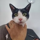 아꼬운냥 이미지