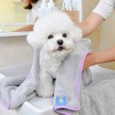 에브리데이 펫 이미지