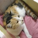 냥이 주택 이미지