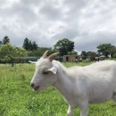 윤경목장 이미지