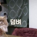 고양이민박 이미지