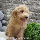 디자인독 이미지