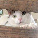 빵그루밍 이미지