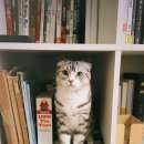 기초영문법 이미지