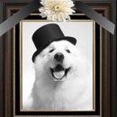 클라라애견 이미지