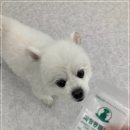 댕스하루 이미지