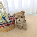 꽃강아지 이미지