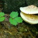 산소첼로 이미지