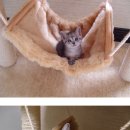 착한 고양이 이미지