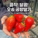 자영농장 | 오송 근교 아이와 가볼 만한 곳, 공항딸기 농장 방문기