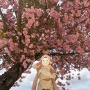 숲머리 | 경주 겹벚꽃 숲머리길 후기 2026.04.19 방문