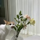 울산 꽃다발 화분 추천 울산플라워즈 로즈마리 구매후기