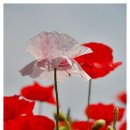 양귀비 꽃 의 전설적인 유래, 이미지