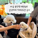 초록마을마곡점(발산) | 마곡 발산역 애견동반 감성카페 카페우드진 후기