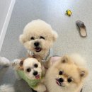 개린이 유치원 이미지