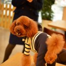 토미펫샵 이미지