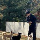 세이브독 이미지