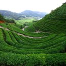 은곡다원 이미지