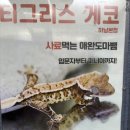 리치플러스 하남센터(1F) | 하남 도마뱀 분양샵, 크레스티드 게코 전문 ‘티그리스 게코’ 방문 후기