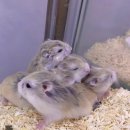 메리펫샵 이미지