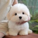 미유펫 강아지분양 고양이분양 김포점 | 김포강아지분양 내 선택은 미유펫