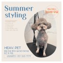 나나애견미용 이미지