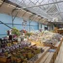 안나영농장 | 다육이사와떠욤!!ㅋㅋ