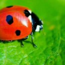 독불장군 이미지