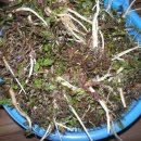 ＜봄을 사고파는 서울 가락시장＞할머니 장바구니 안의 달래 냉이 쑥 씀바귈 가리키며 봐라! 봄 여기 이미지