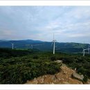 들꽃목장 이미지