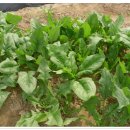 현일농장 이미지